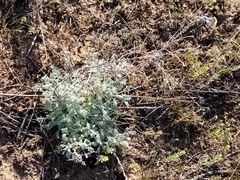 Artemisia fragrans