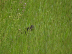 Rostratula benghalensis