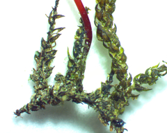 Platylomella lescurii