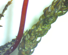 Platylomella lescurii