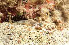Gobius tetrophthalmus