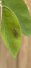 Diptera