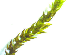 Platylomella lescurii