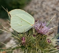 Gonepteryx nepalensis