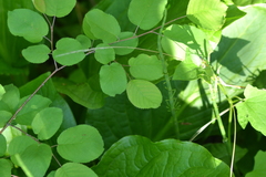 Amelanchier interior