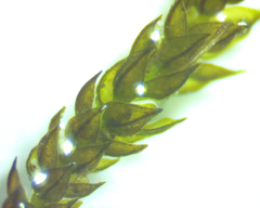Platylomella lescurii