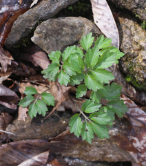Cardamine appendiculata