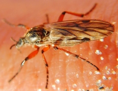 Bibio xanthopus