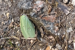 Gonepteryx nepalensis