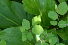 Amelanchier interior