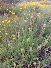 Lavandula viridis