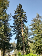 Sequoia