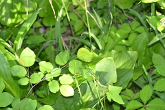 Amelanchier interior
