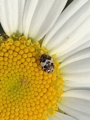 Anthrenus isabellinus