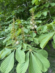 Aesculus hippocastanum