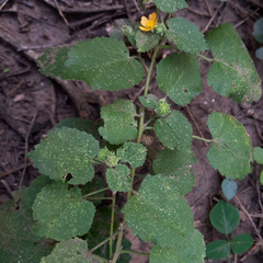 Pseudabutilon virgatum