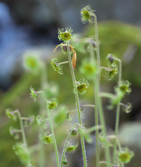 Asimitellaria pauciflora