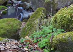 Asimitellaria pauciflora