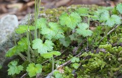 Asimitellaria pauciflora
