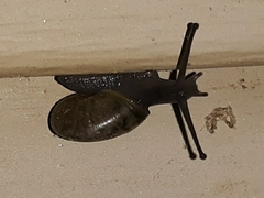 Zachrysia provisoria