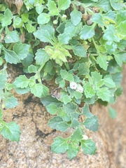 Stemodiopsis kamundii