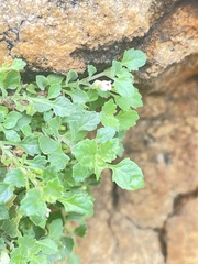 Stemodiopsis kamundii