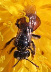 Andrena labiata