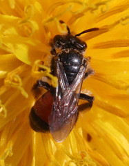 Andrena labiata