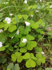 Oxalis acetosella