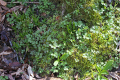 Cardamine appendiculata