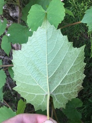 Vitis cinerea baileyana