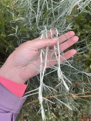 Tetradymia comosa
