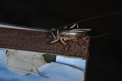 Diaphanogryllacris laeta