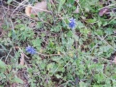 Muscari neglectum