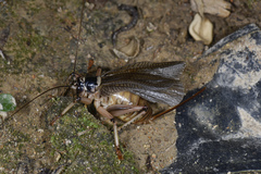 Diaphanogryllacris laeta