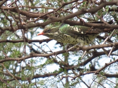 Chrysococcyx caprius