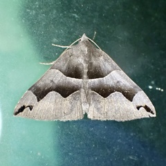 Gondysia telma