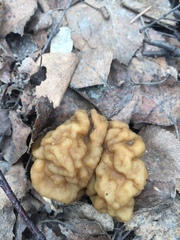 Gyromitra gigas