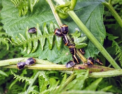 Cosmopepla conspicillaris