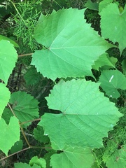 Vitis cinerea baileyana