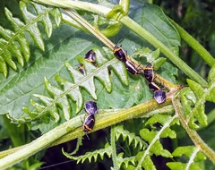 Cosmopepla conspicillaris