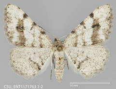 Macaria plumosata