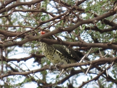 Chrysococcyx caprius