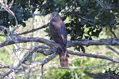 Accipiter tachiro