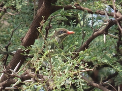 Chrysococcyx caprius