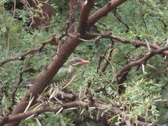 Chrysococcyx caprius