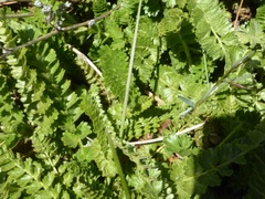 Horkelia clevelandii