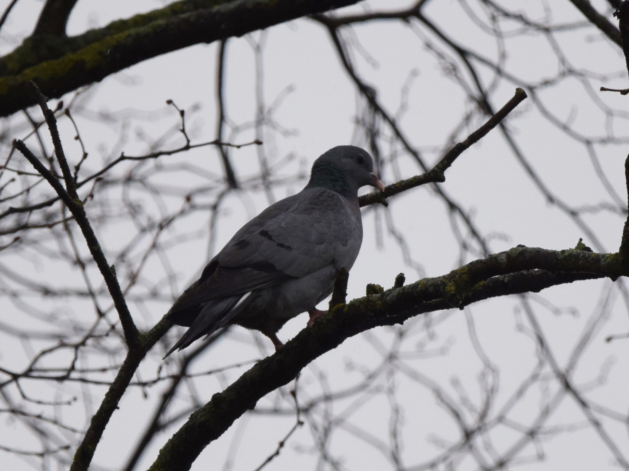 Stock Dove