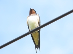 Hirundo rustica