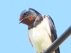 Hirundo rustica
